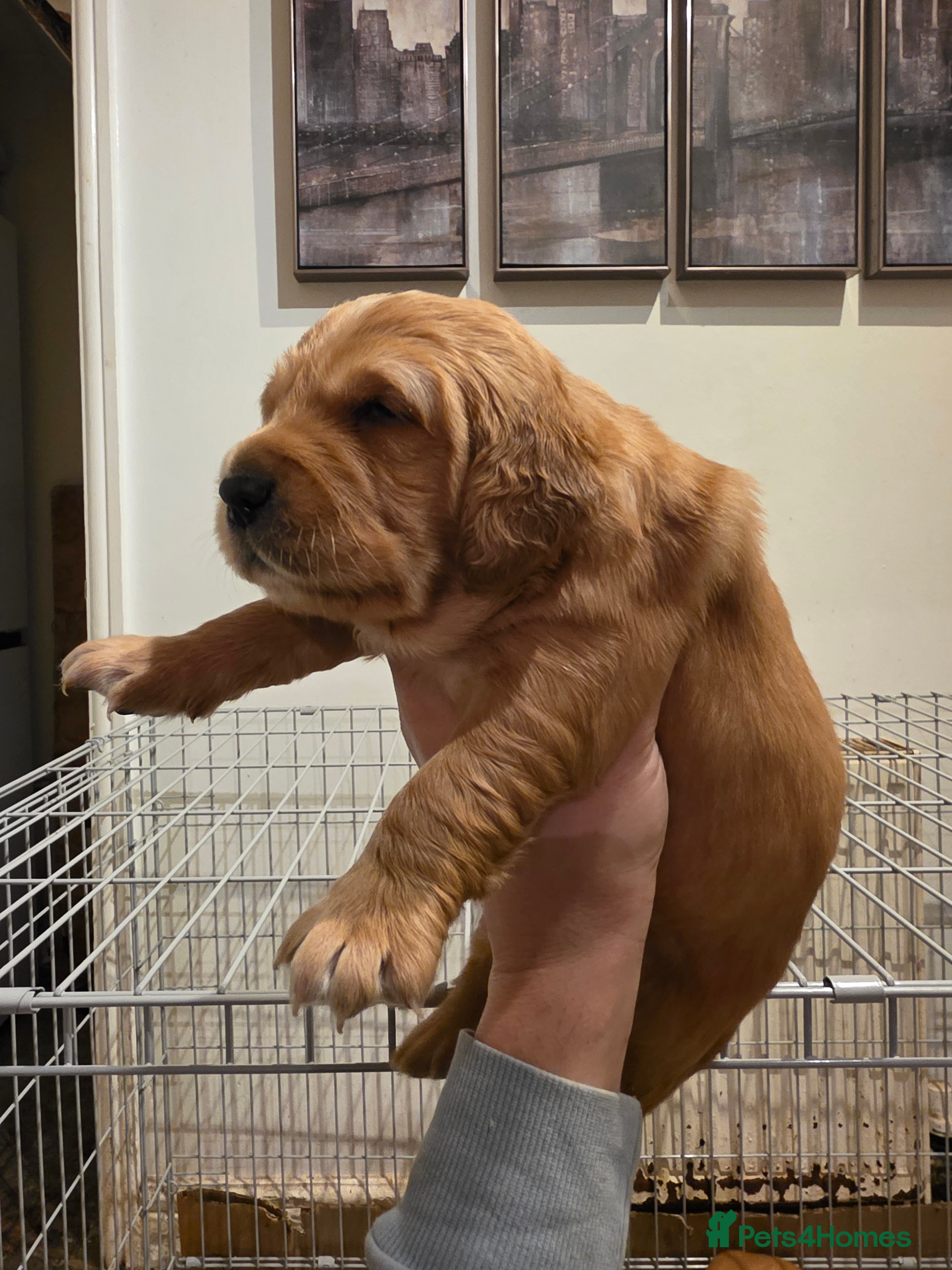 Golden Retriever dogs Kc registered red boys available  - Advert 13