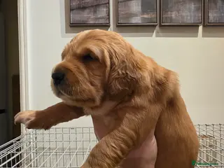 Golden Retriever dogs Kc registered red boys available - Advert 13