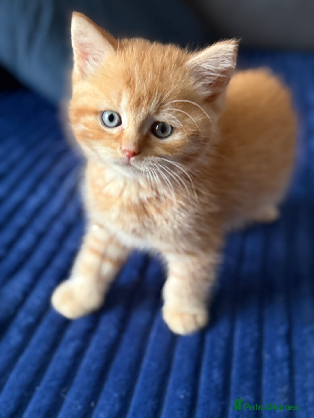 Scottish Fold cats for sale: Gorgeous ginger and creamy Scottish folds/straight - Image 2
