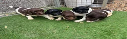 English Springer Spaniel dogs for sale: Kc springer spaniel Puppies - Advert 4