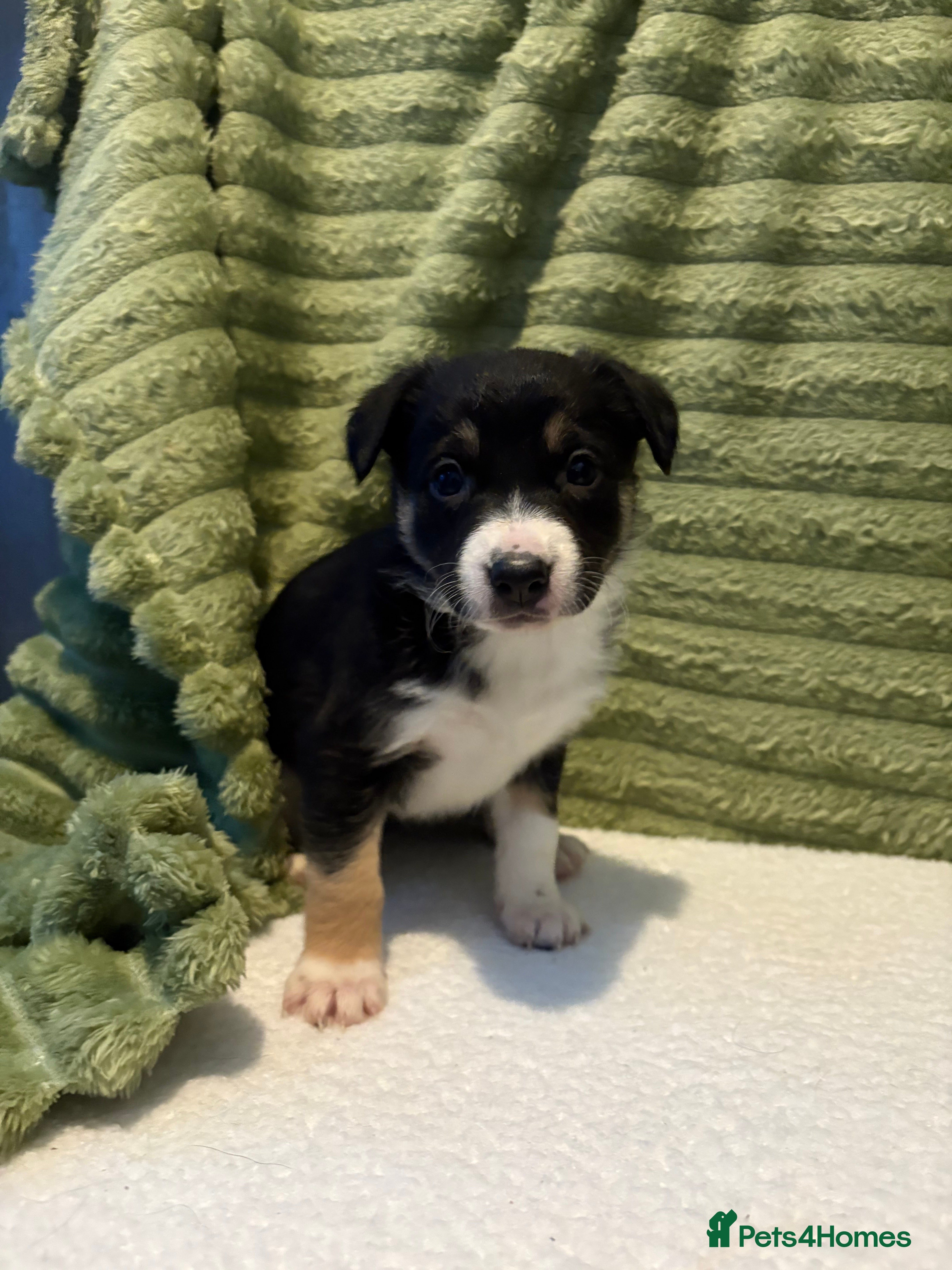 Border Collie dogs Beautiful Border Collie Puppies - Advert 1