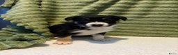 Border Collie dogs for sale: Beautiful Border Collie Puppies - Advert 1