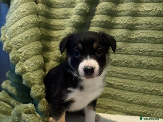 Border Collie dogs Beautiful Border Collie Puppies - Advert 1