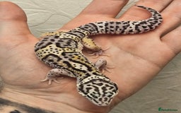 Leopard Gecko reptiles for sale: Leopard geckos babies various morphs  - Image 12