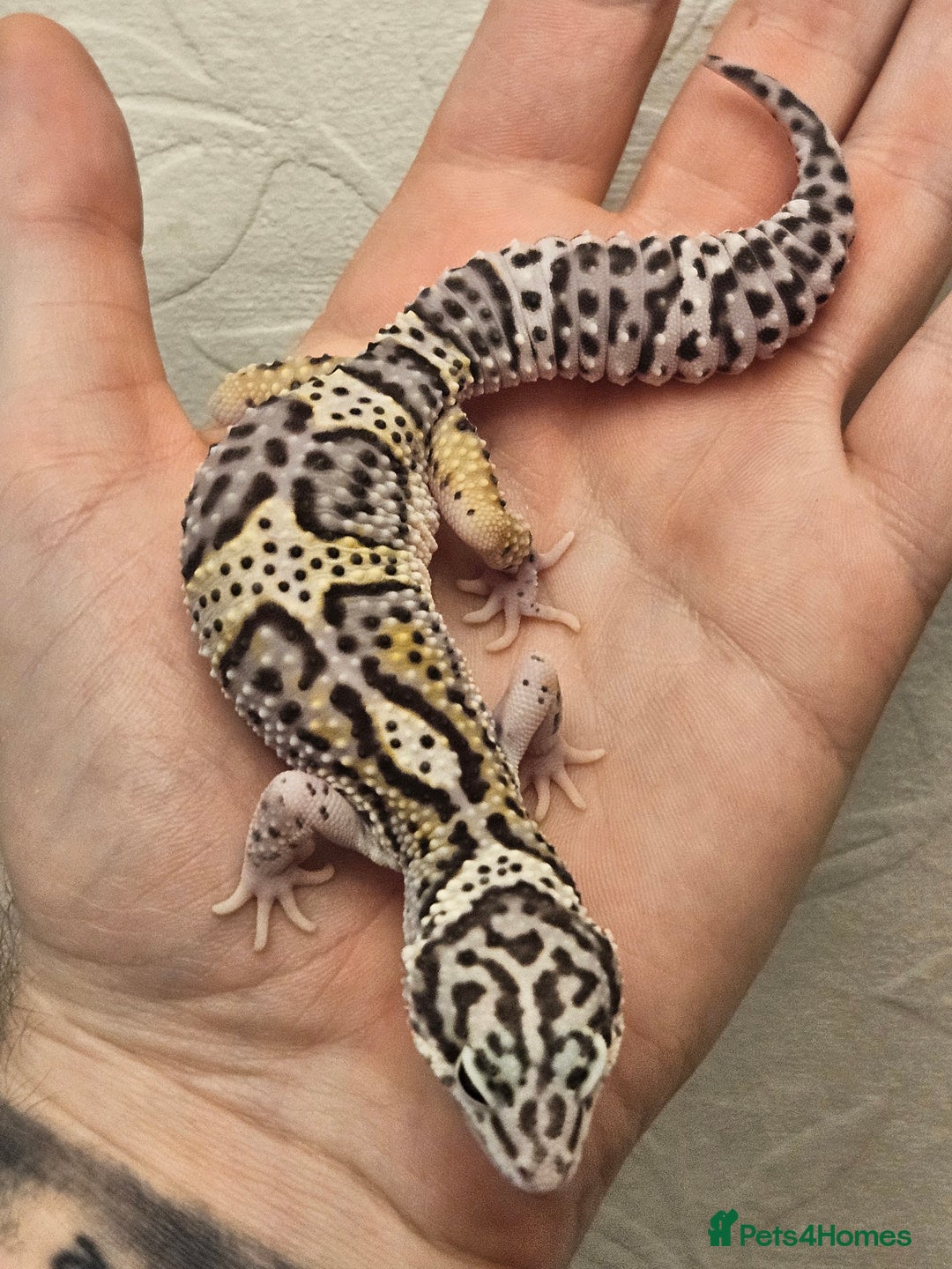Leopard Gecko reptiles for sale: Leopard geckos babies various morphs  - Image 12
