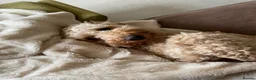 Cockapoo dogs for sale: Rosie 🐾 🩷 - Advert 3