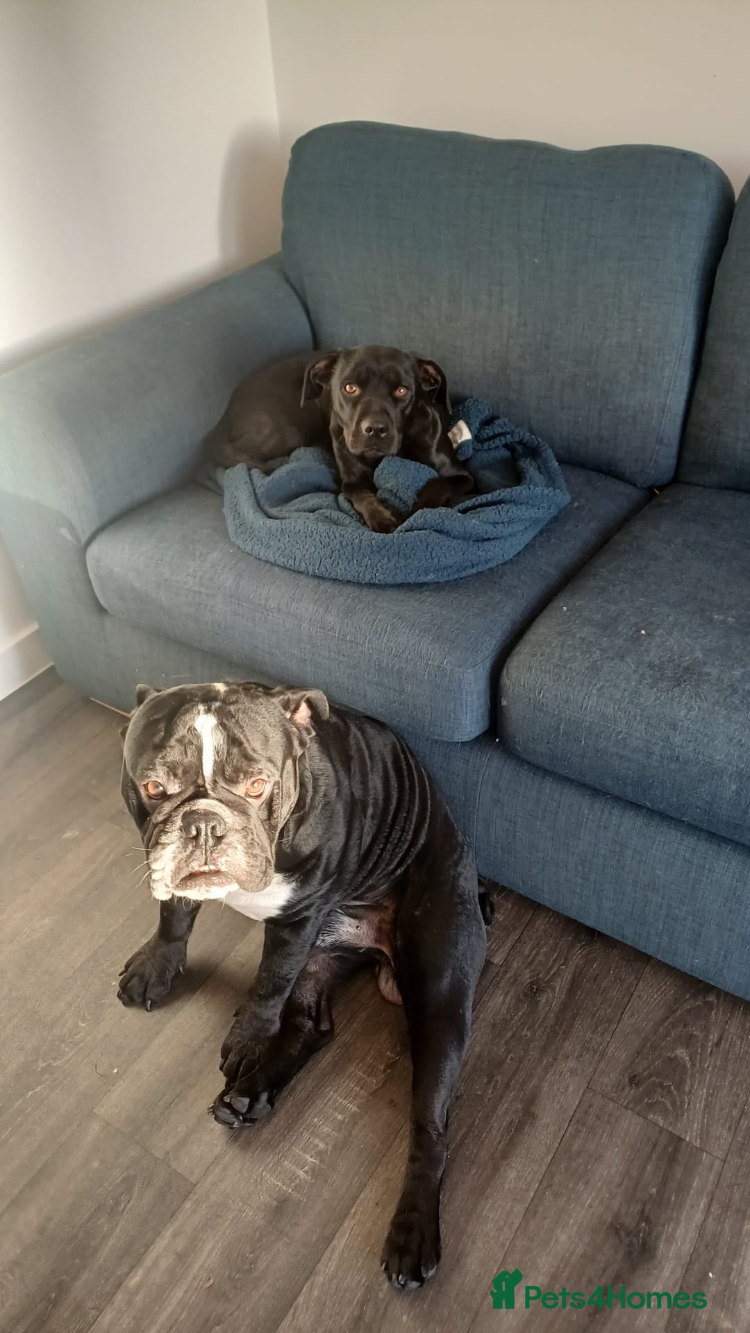 Mixed Breed dogs for sale: Staffy/English Bulldog puppies - Advert 10