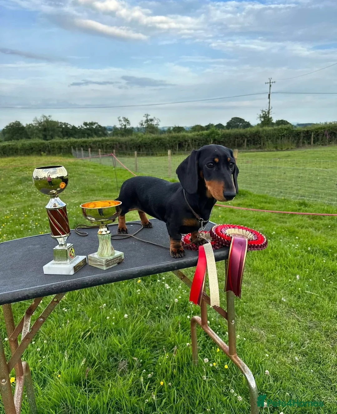 Miniature Dachshund dogs for sale: Two beautiful black & tan minis kc male & female  - Advert 7