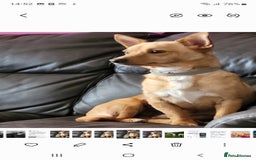 Mixed Breed dogs for sale: Stig  - Image 2