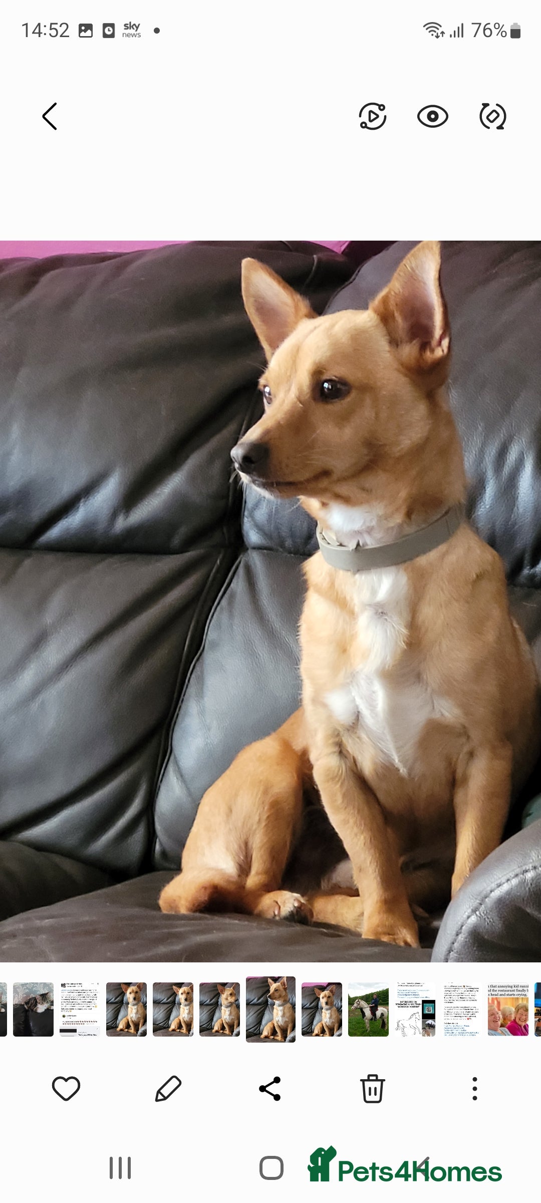 Mixed Breed dogs for sale: Stig  - Image 2