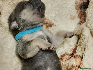 Frug dogs Frugs - Advert 7