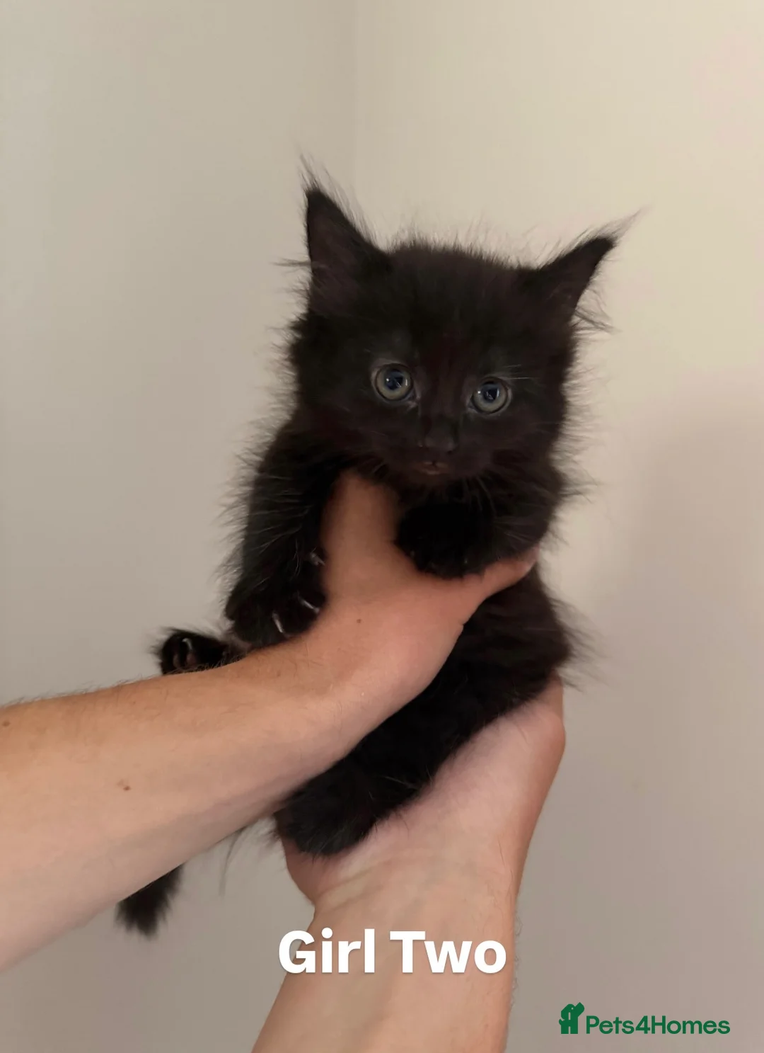 Mixed Breed cats for sale: 2 Female Kittens 🐾  - Advert 2