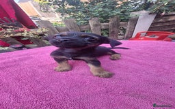 Border Terrier dogs for sale: Grizzle Border terrier pups slem tested parents  - Image 2