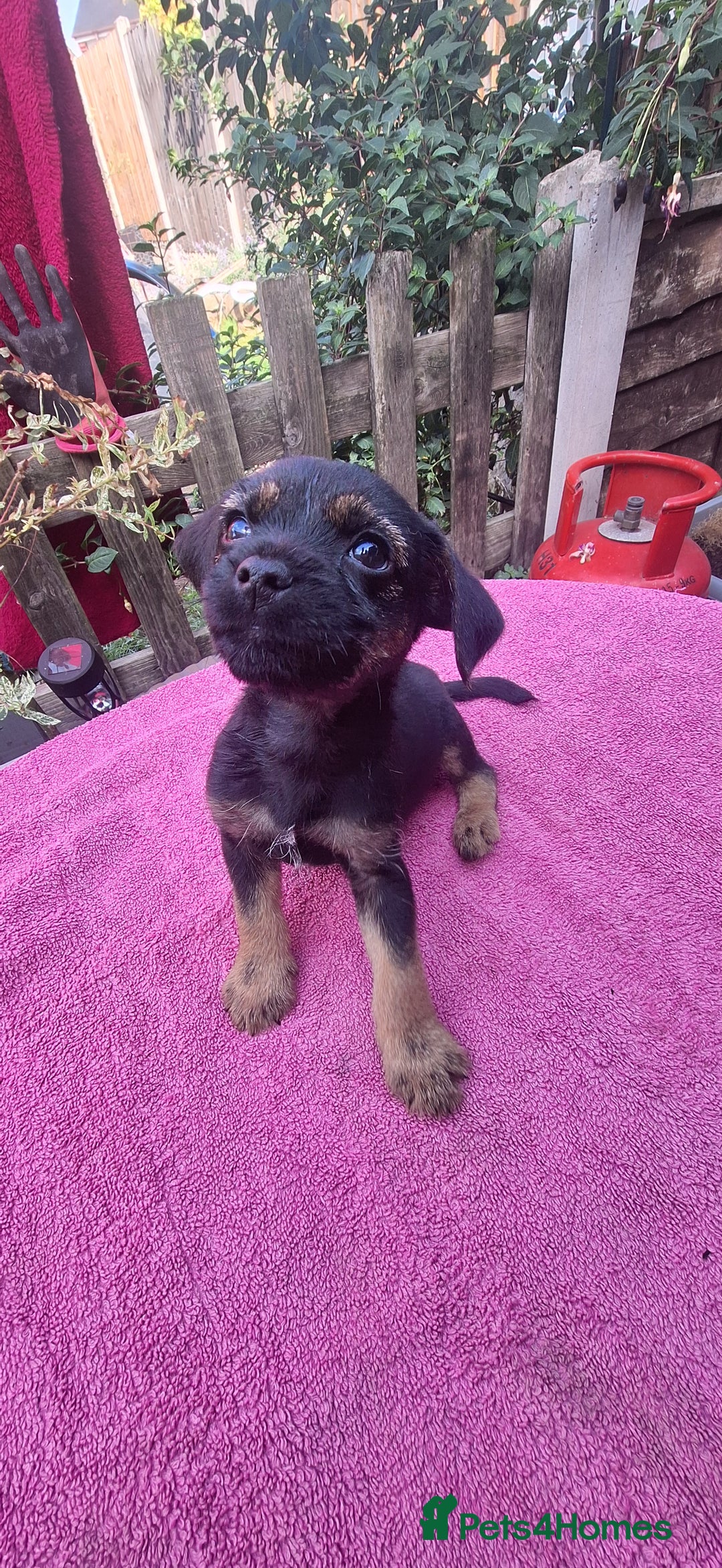 Border Terrier dogs for sale: Grizzle Border terrier pups slem tested parents  - Image 2