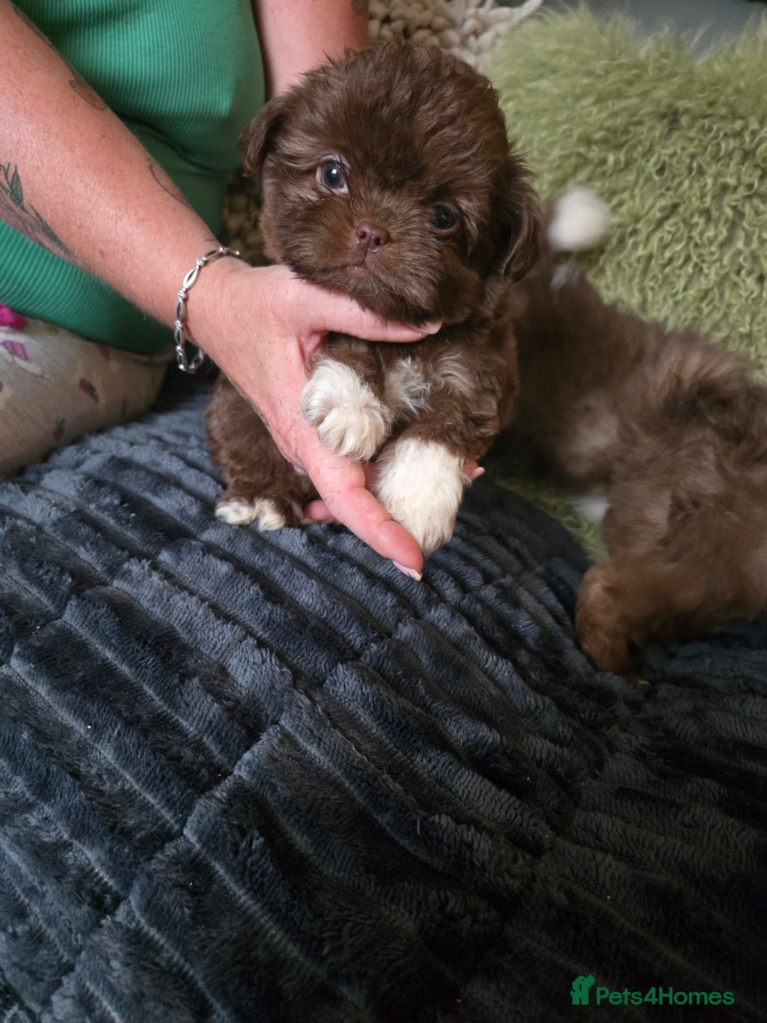 Mixed Breed dogs for sale: Stunning chocolate Shihtzu x Chihuahua Pups  - Advert 9
