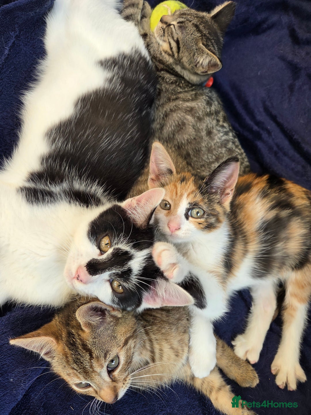 American Shorthair cats for sale: Beautiful 10 Weeks Old Kittens - Image 3