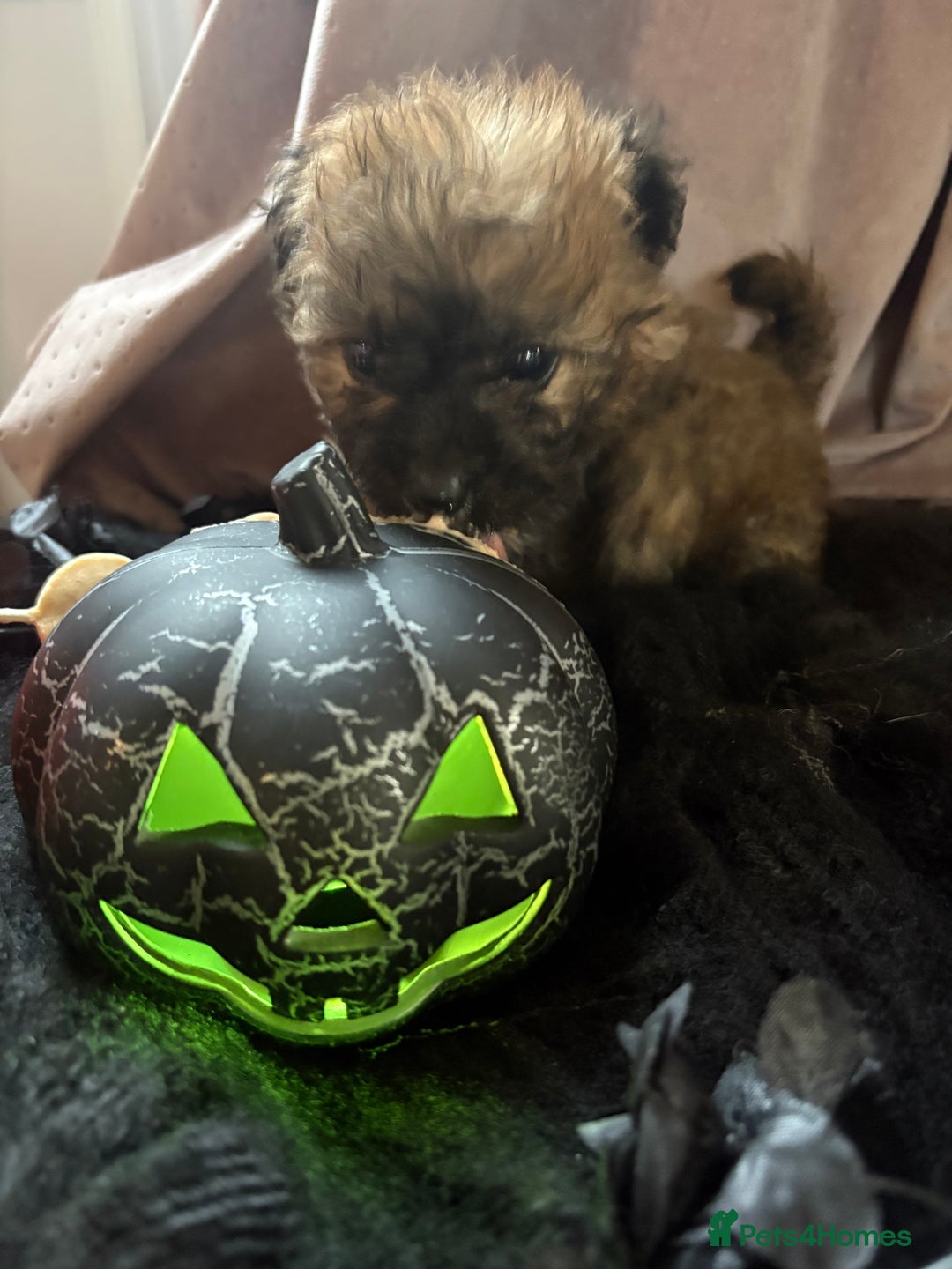 Poochon dogs for sale: READY FOR HER NEW PAW PACK  - Advert 16