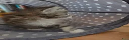 Siberian cats for sale: Pure gorgeous Siberian Kittens  - Advert 20