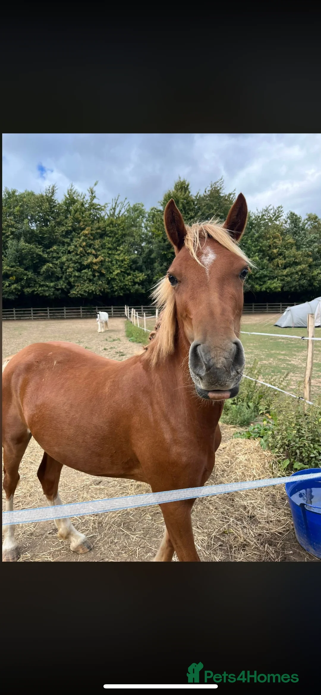 Welsh Section B horses for sale: ELSA🧡 - Advert 11