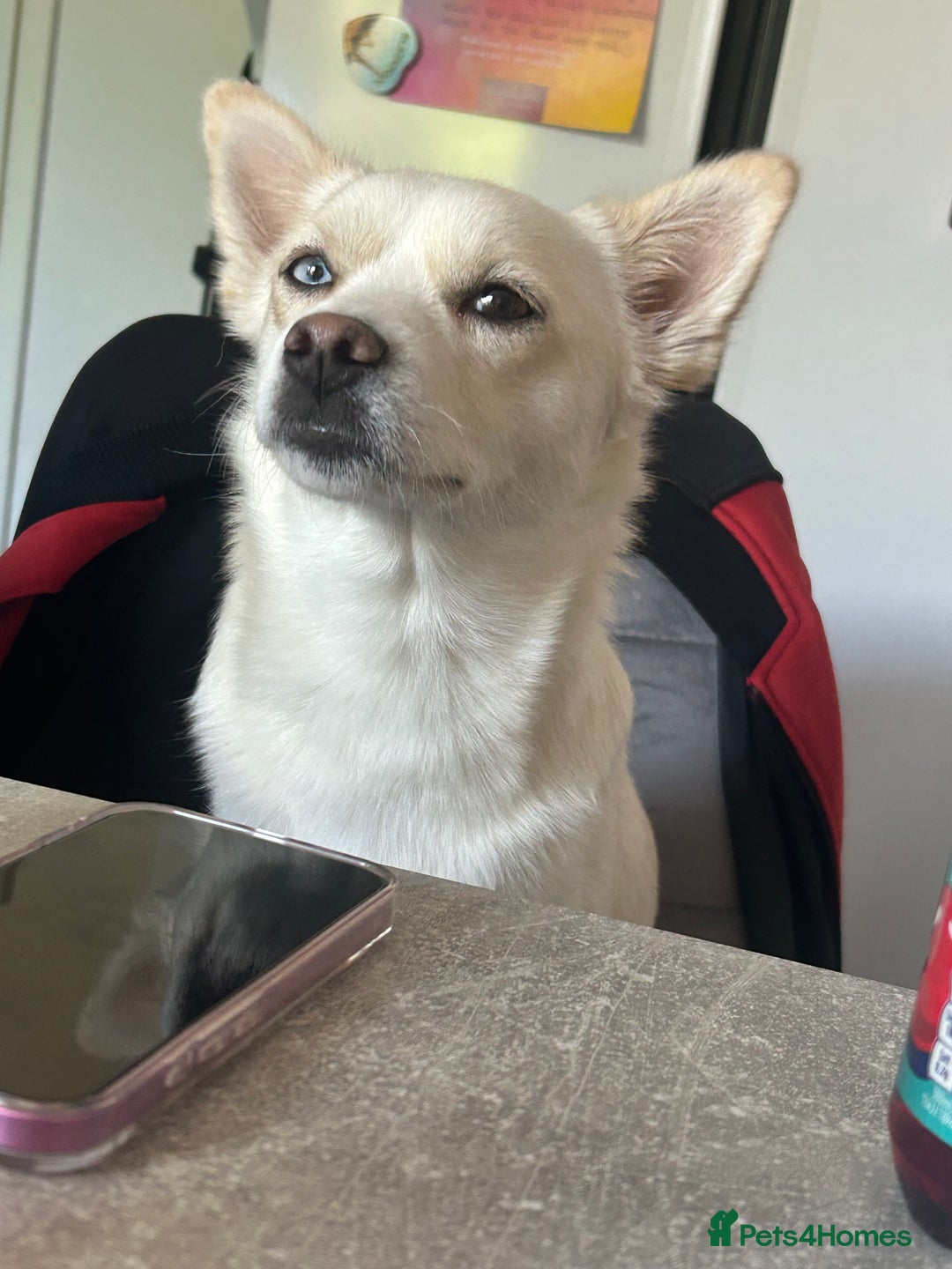 Pomsky dogs for sale: Rosie  - Image 4