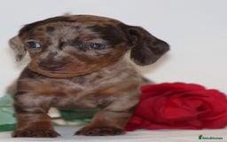 Miniature Dachshund dogs for sale: 🐾❤️ Precious Miniature Dapple Dachshunds ❤️🐾 - Image 9