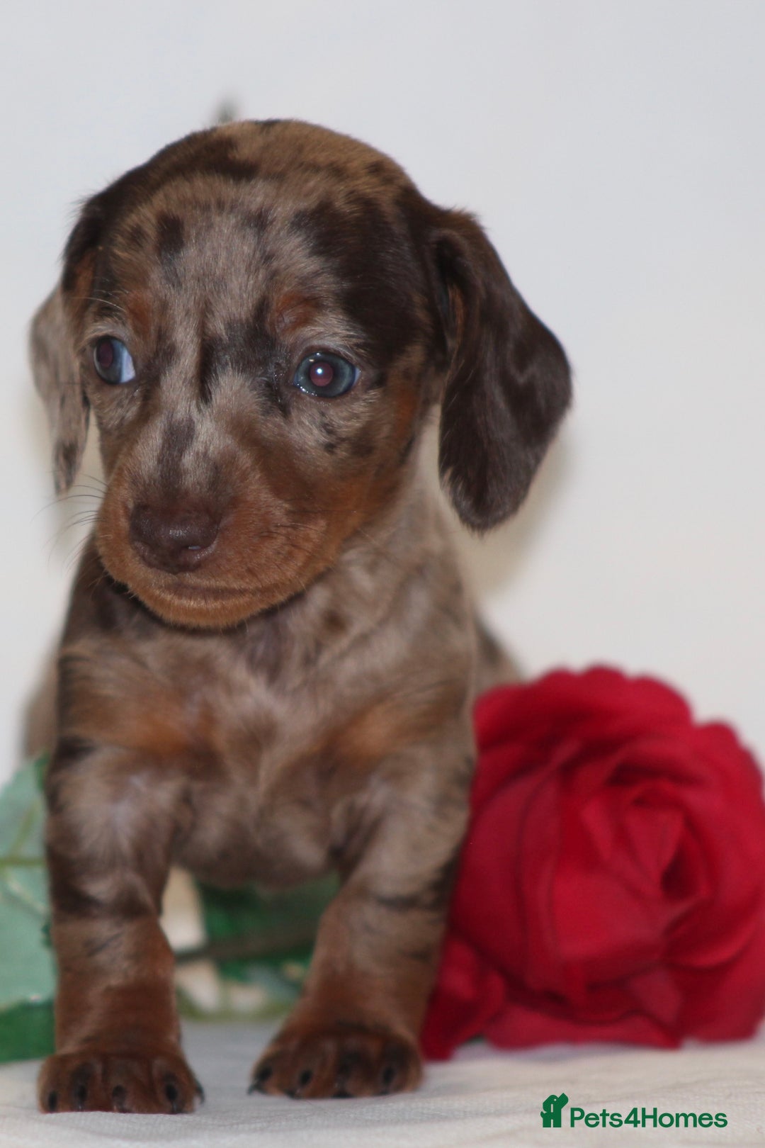 Miniature Dachshund dogs for sale: 🐾❤️ Precious Miniature Dapple Dachshunds ❤️🐾 - Image 9