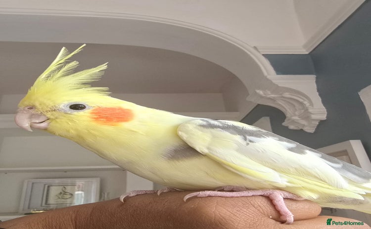 Cockatiels birds - Advert 1