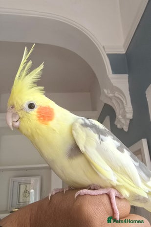 Cockatiels birds - Advert 1