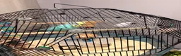 Budgerigars birds for sale: Two lovely budgies  - Advert 4