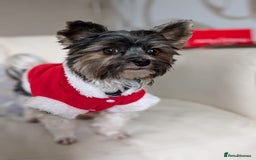 Biewer Terrier dogs for stud: Purebred Pedigree Biewer Terrier Proven Stud in Merthyr Tydfil - Image 30