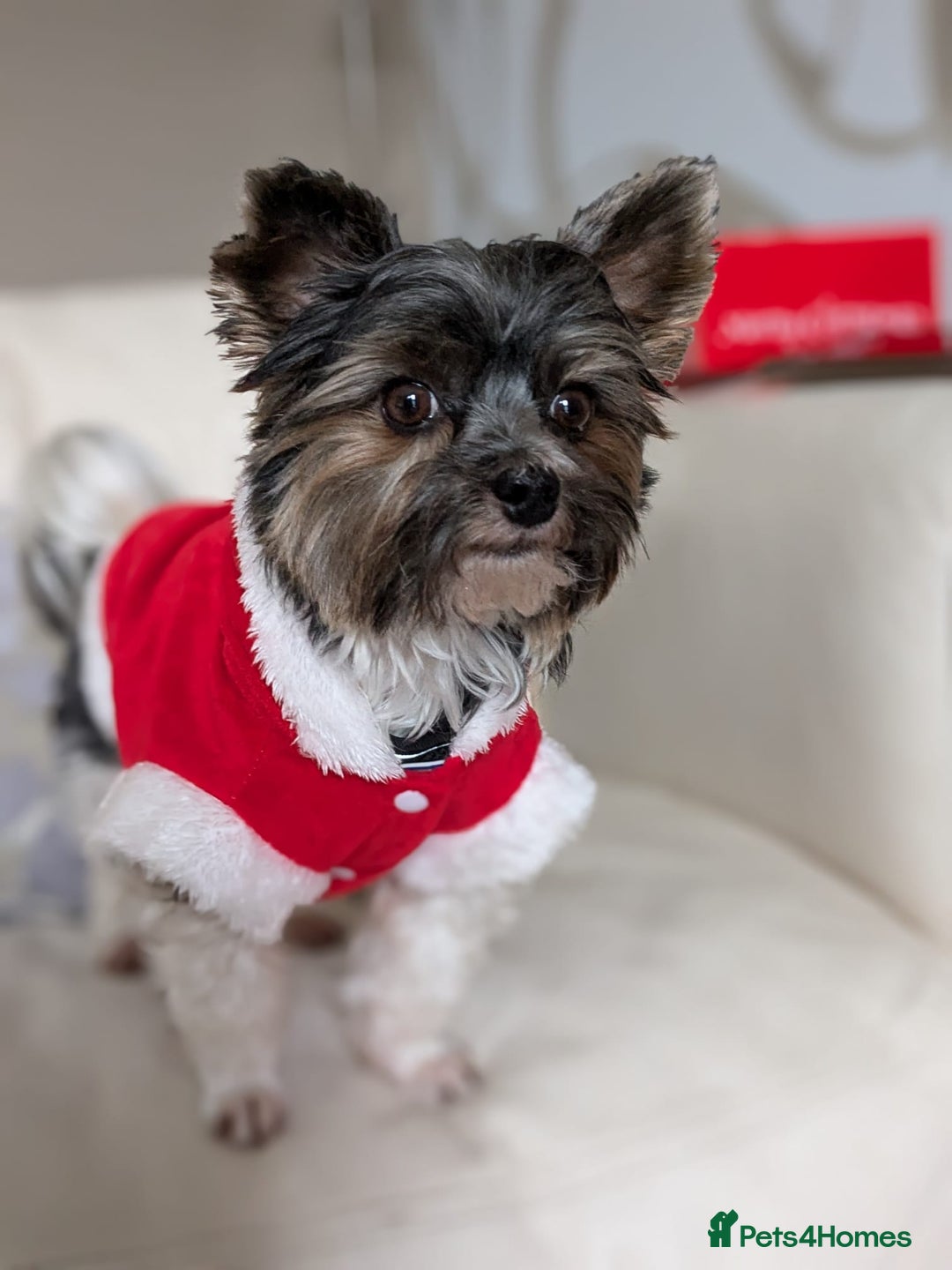 Biewer Terrier dogs for stud: Purebred Pedigree Biewer Terrier Proven Stud in Merthyr Tydfil - Image 30