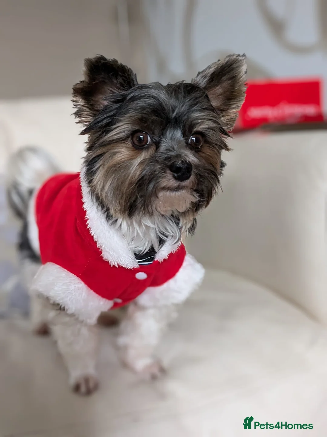 Biewer Terrier dogs for stud: Purebred Pedigree Biewer Terrier Proven Stud in Merthyr Tydfil - Advert 30