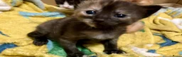 Mixed Breed cats for sale: 2 Lovely kittens for sale (1 boy, 1 girl) - Advert 7