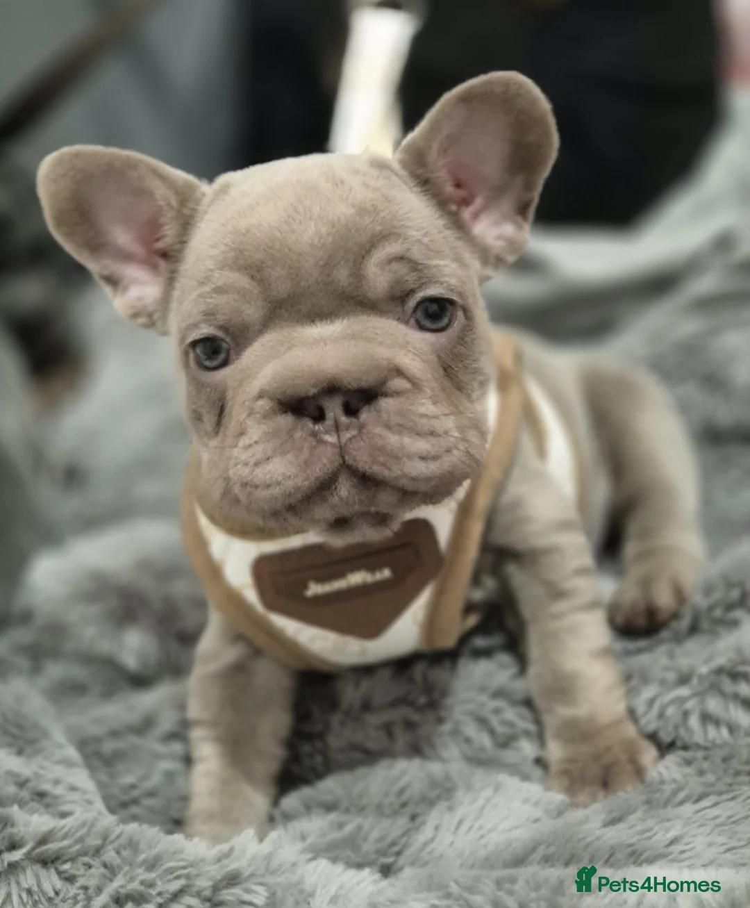 French Bulldog dogs for sale: French bulldogs  - Advert 1