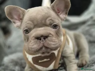 French Bulldog dogs French bulldogs - Advert 8
