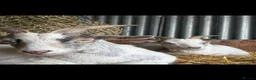 Goats livestock for sale: 3 Pygmy wethers for sale  in Holywell - Advert 2