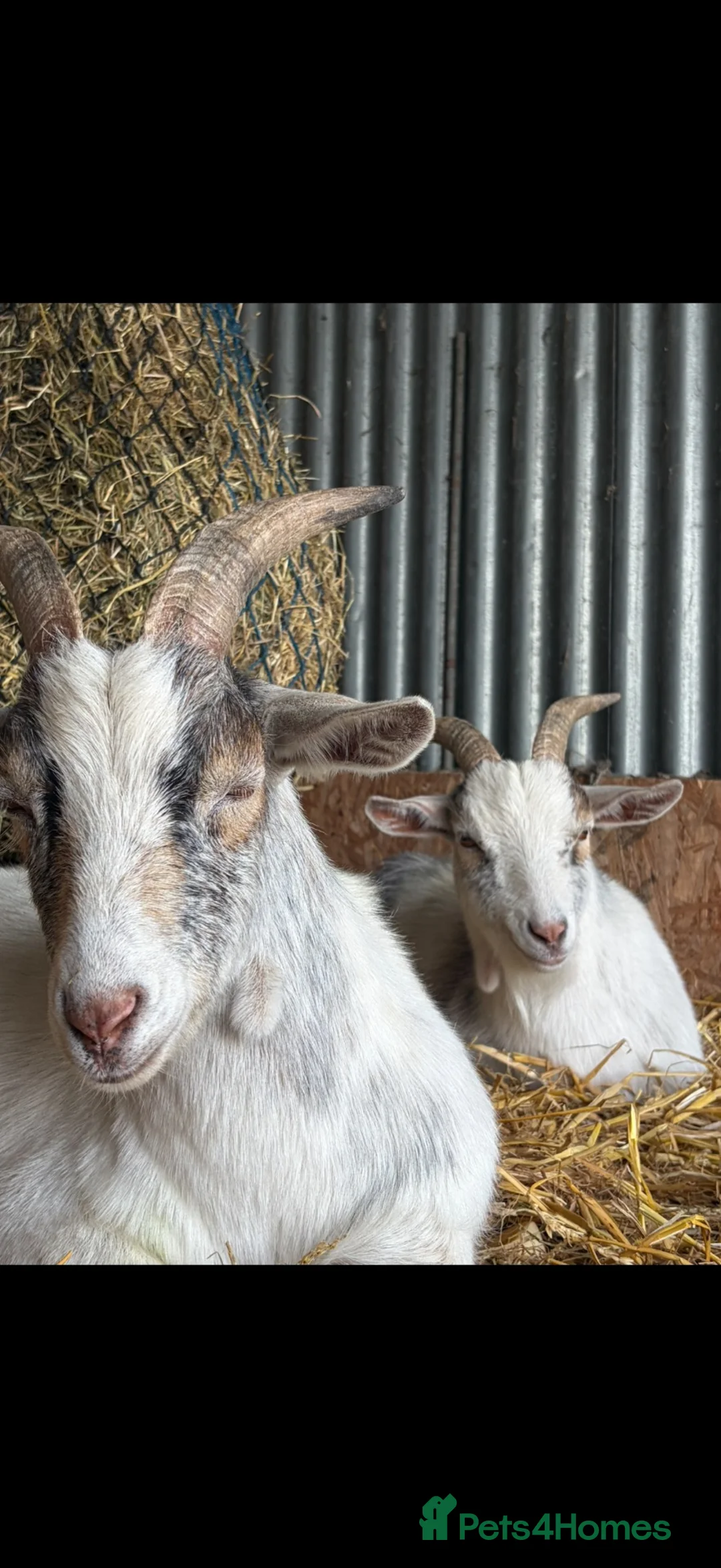 Goats livestock for sale: 3 Pygmy wethers for sale  in Holywell - Advert 2