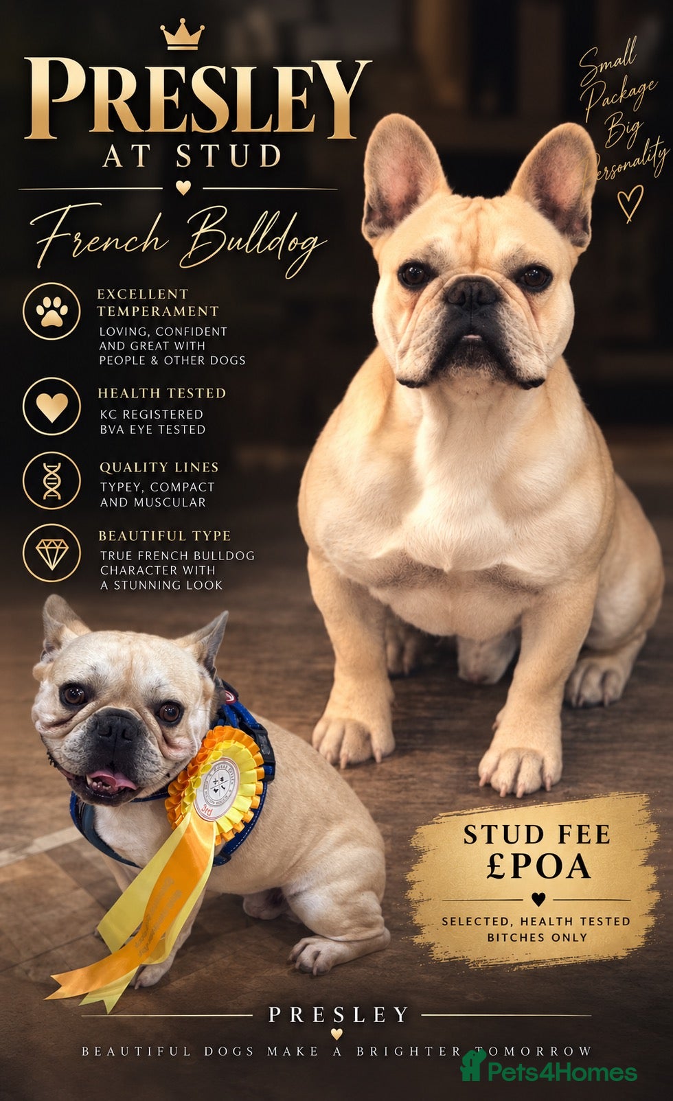 French Bulldog dogs French bulldog stud  - Advert 1