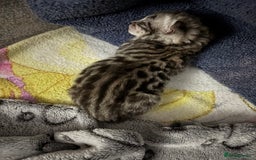 Bengal cats for sale: TICA registered Bengal girls. - Image 9