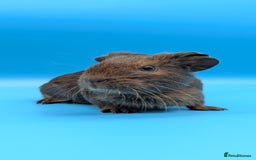 Guinea Pig rodents for sale: Guinea Pig Boar Chocolate Agouti Smooth Hair  - Image 4