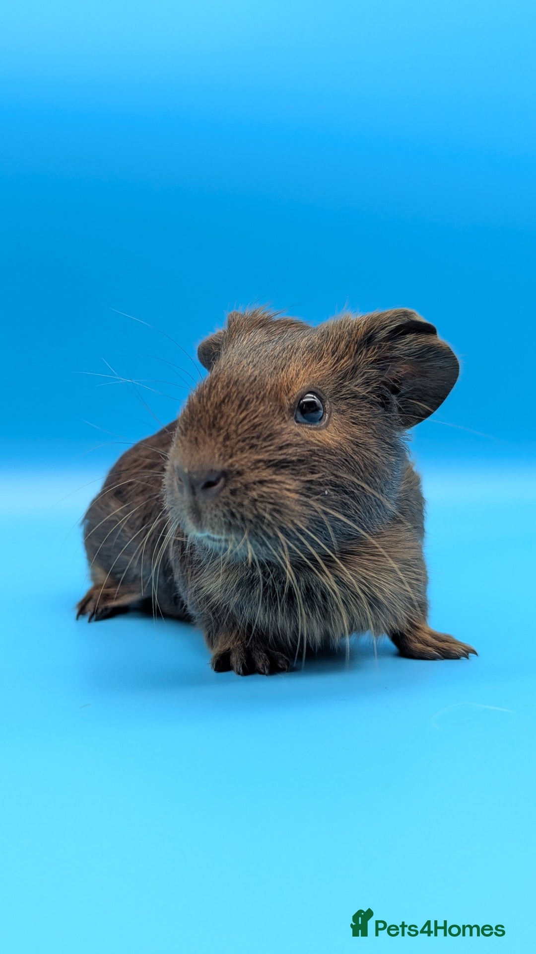 Guinea Pig rodents for sale: Guinea Pig Boar Chocolate Agouti Smooth Hair  - Image 4