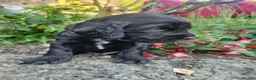 Sprocker dogs for sale: Beautiful, healthy Spaniel puppies. in Dover - Advert 12