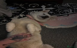 Siberian Husky dogs for sale: 8 month old female husky  - Advert 4