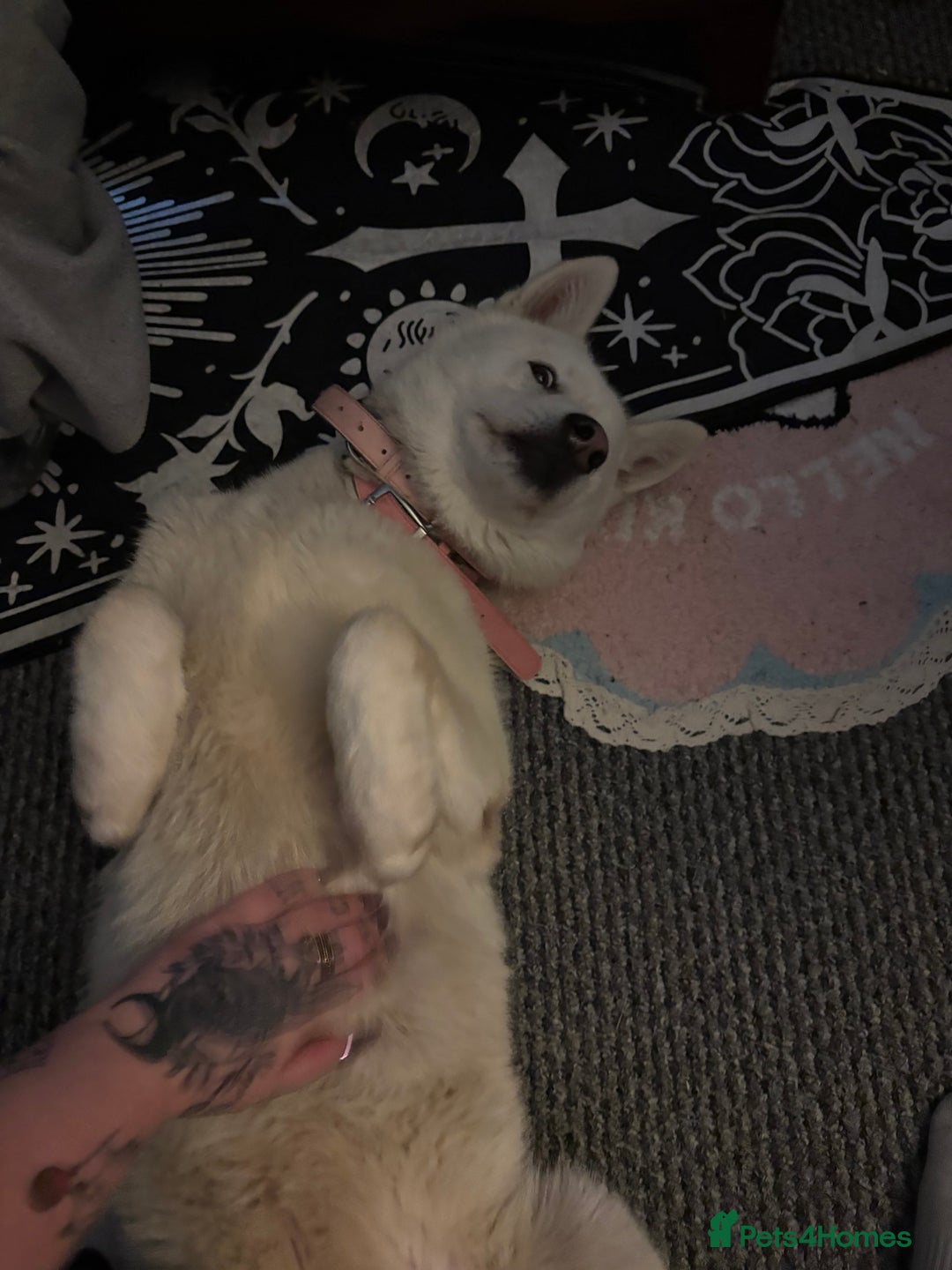 Siberian Husky dogs for sale: 8 month old female husky  - Advert 4