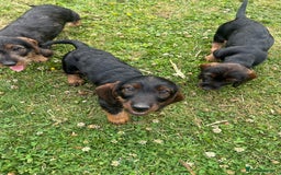 Dachshund dogs for sale: Beautiful KC registered wire haired Dachshunds in Bridgnorth - Image 19