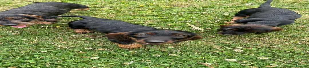 Dachshund Puppy 5