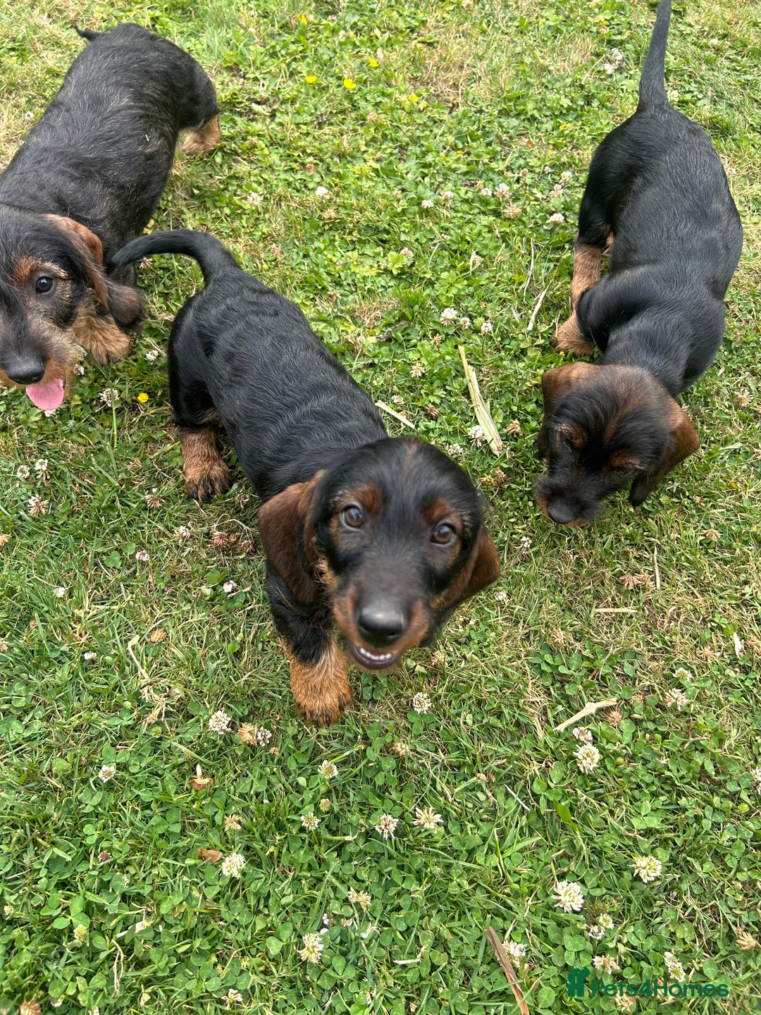 Dachshund dogs for sale: Beautiful KC registered wire haired Dachshunds in Bridgnorth - Image 19