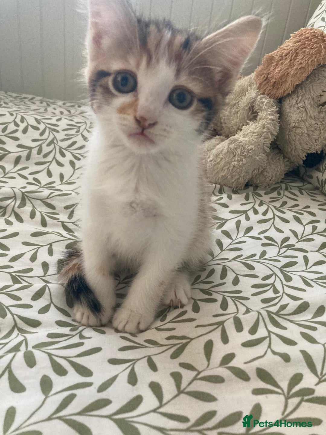 Mixed Breed cats for sale: Kittens ready now  - Advert 4