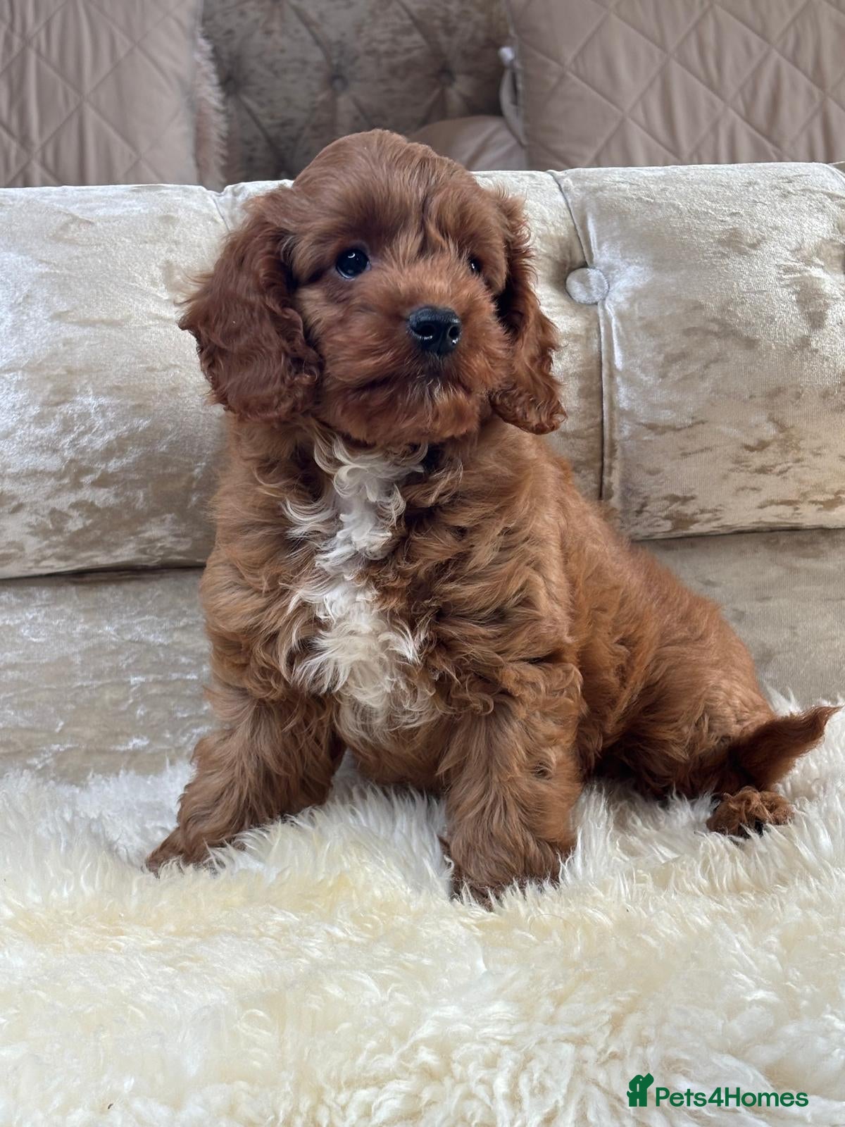Cavapoo dogs ❤️ Health tested F1B cavapoo ❤️ - Advert 2