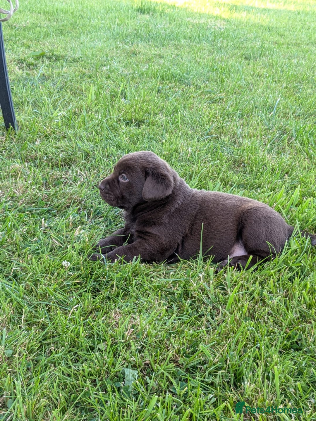 Labrador Retriever dogs for sale: 6 Adorable Chocolate Labs for Sale - Image 23